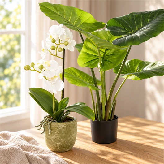 Potted plants