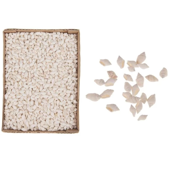 Csiga dobozban 15x20x6 cm