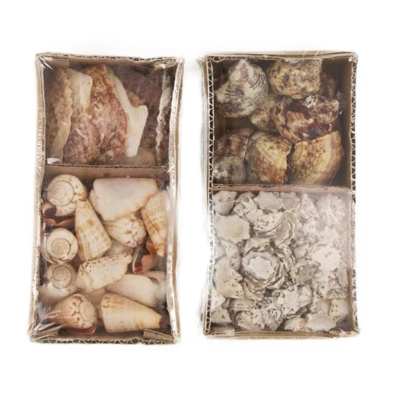 Csigaház mix 9x19x6 cm 2 féle