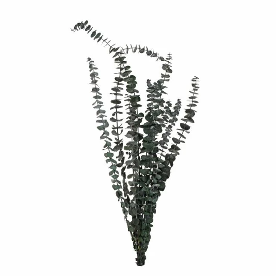 Eukaliptusz csokor szárított 64 cm