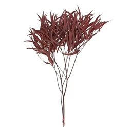 Fűzlevelű eukaliptusz szárított 70 cm