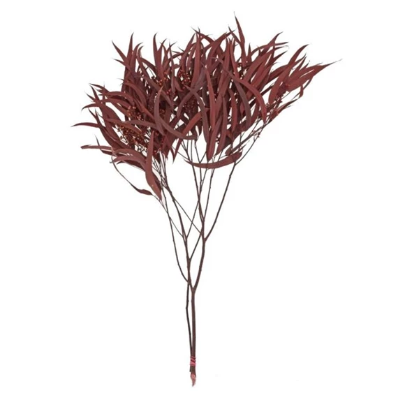 Fűzlevelű eukaliptusz szárított 70 cm