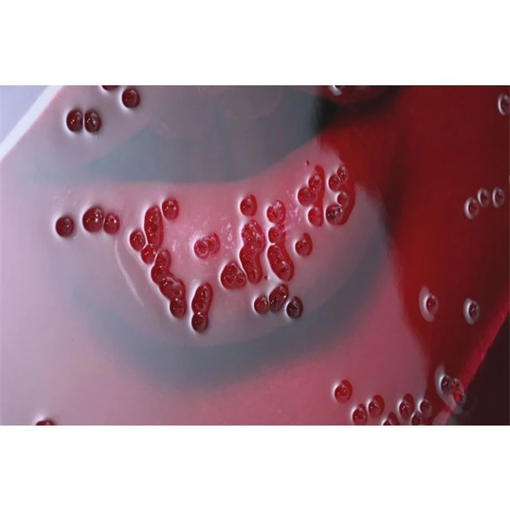 Kép Audrey 90x2,5x60 cm 2 féle