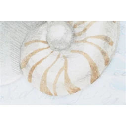 Kép kagylók 40x2x40 cm 4 féle