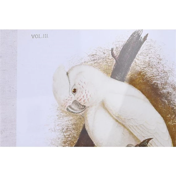 Kép kakadu 50x2,8x65 cm 4 féle