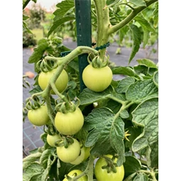 Kötöző fákhoz és cserjékhez 17 cm S/40