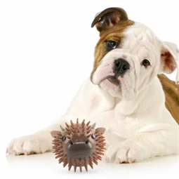 Malaclabda kutyajáték