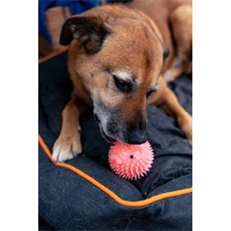 Malaclabda kutyajáték, rózsaszín