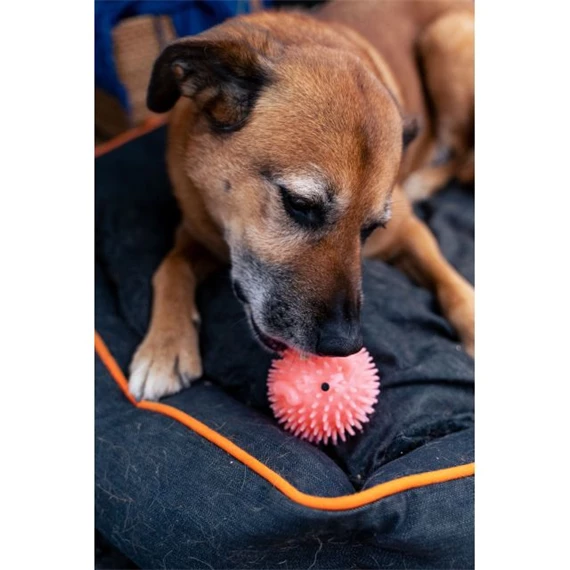 Malaclabda kutyajáték, rózsaszín