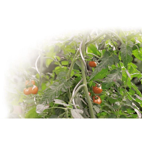 Növénytámasz paradicsomhoz, spirál alakú 0,7 cm x 1,8 m