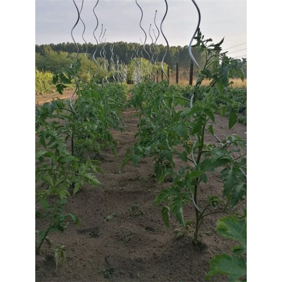 Növénytámasz paradicsomhoz, spirál alakú 0,7 cm x 1,8 m