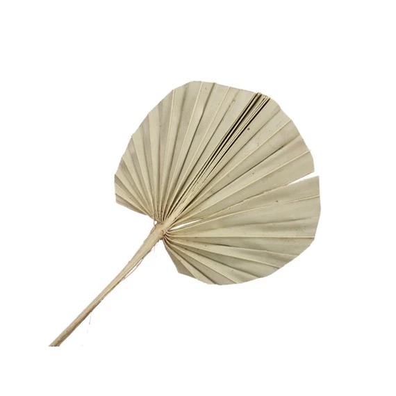 Pálmalevél szárított S/10