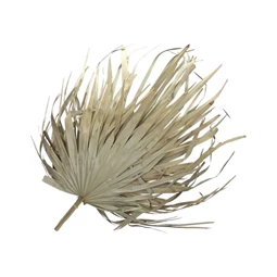 Pálmalevél szárított S/6
