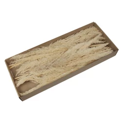 Pampafű csokor dobozban 60-65 cm S/6