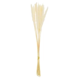 Pampafű csokor szárított 75 cm