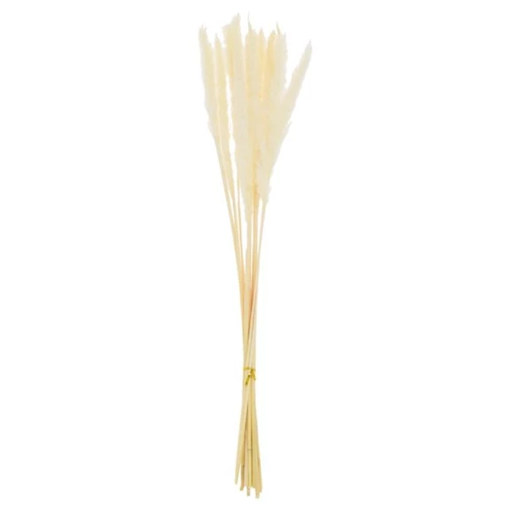 Pampafű csokor szárított 75 cm