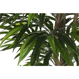 Seleymvirág fikusz cserepes 100x100x180 cm