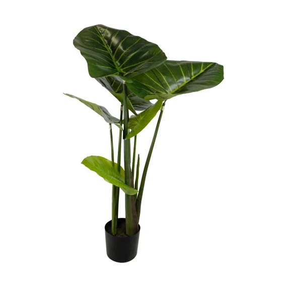 Selyemvirág Colocasia cserepes 100 cm