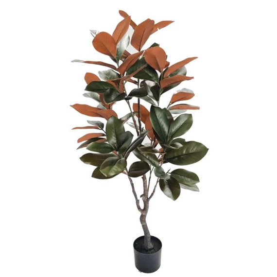 Selyemvirág Magnolia Grandiflora cserepes 120 cm