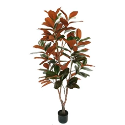 Selyemvirág Magnolia Grandiflora cserepes 150 cm