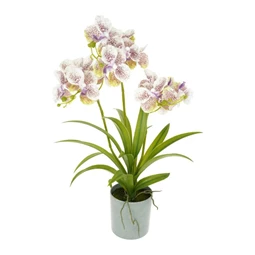 Selyemvirág Orchidea, Vanda, 3 ágú, kaspóban 50 cm