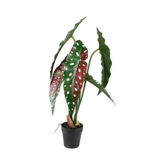 Selyemvirág Alokázia pöttyös, cserepes 50 cm