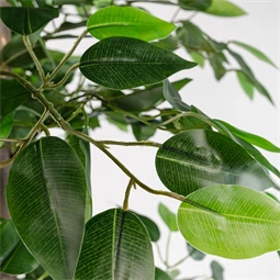 Selyemvirág kaspóban fikusz 80x80x150 cm