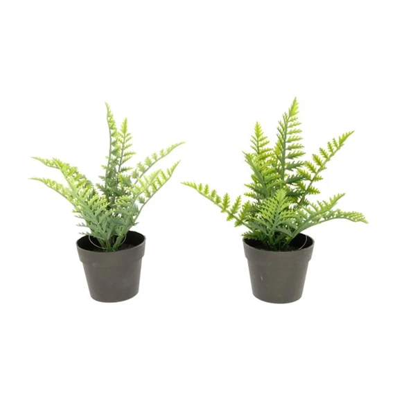 Selyemvirág Páfrány cserepes 25 cm 2 féle