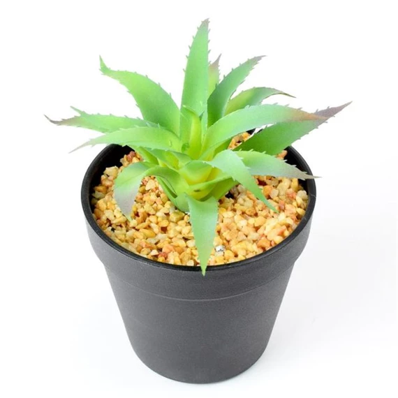 Selyemvirág pozsgás növény kaspóban 10x14 cm