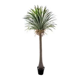 Selyemvirág Yucca cserepes 250 cm