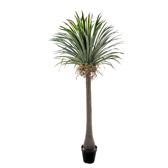 Selyemvirág Yucca cserepes 250 cm