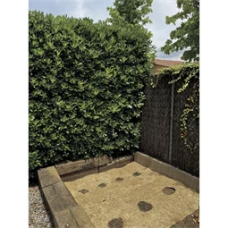 Természetes talajtakaró 50 cm x 3 m