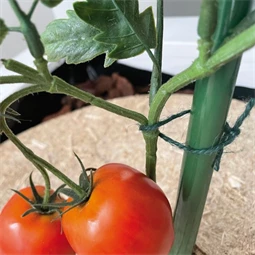 Zsineg, természetes 50 m